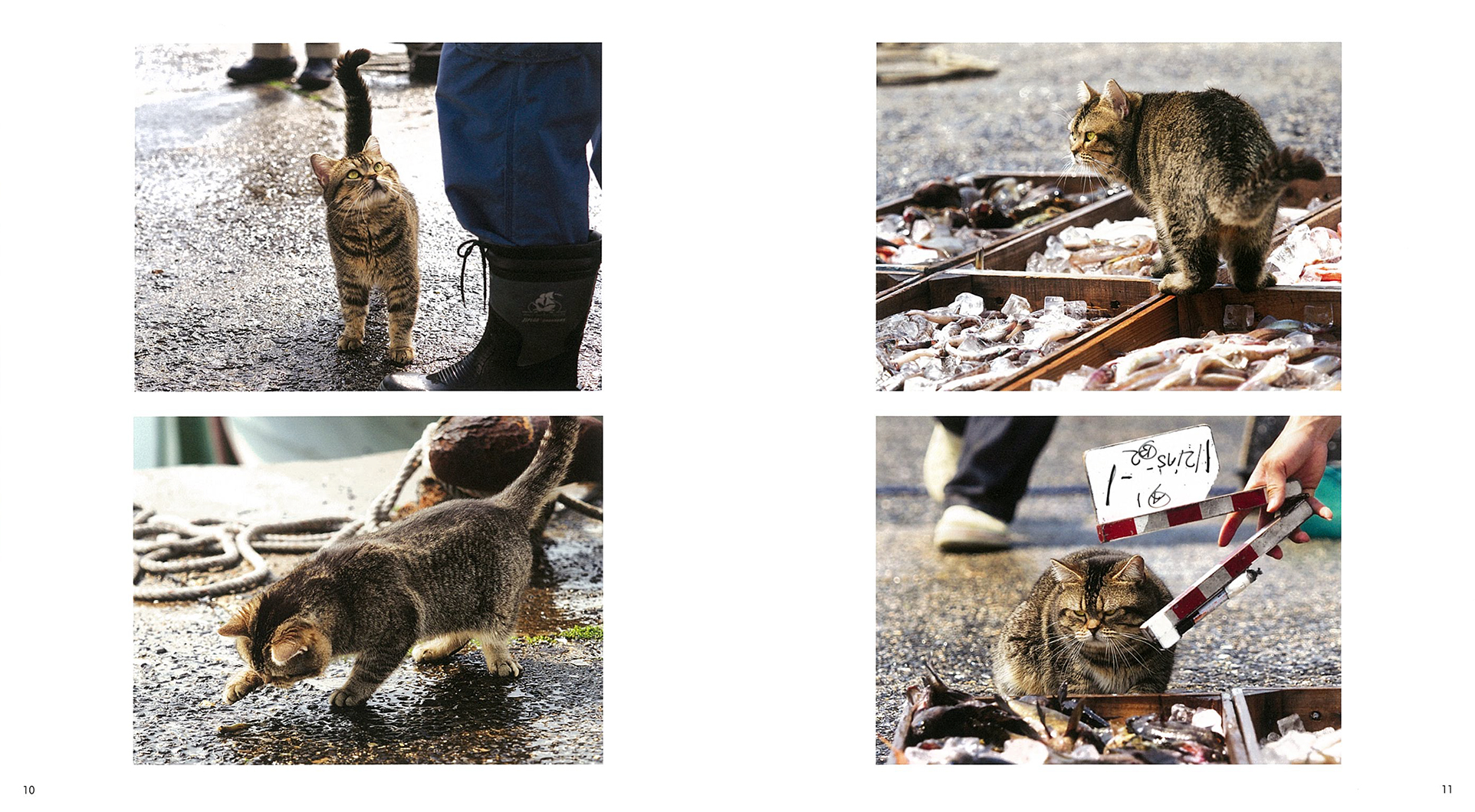 IWAGO'S BOOK ⑥『吾輩はねこである 名前はベーコン』 | 株式会社