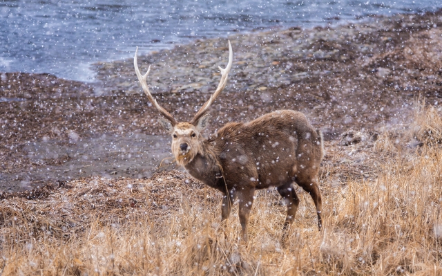鹿の種類について知ろう！鹿の角・鹿革アイテムを楽しむための豆知識