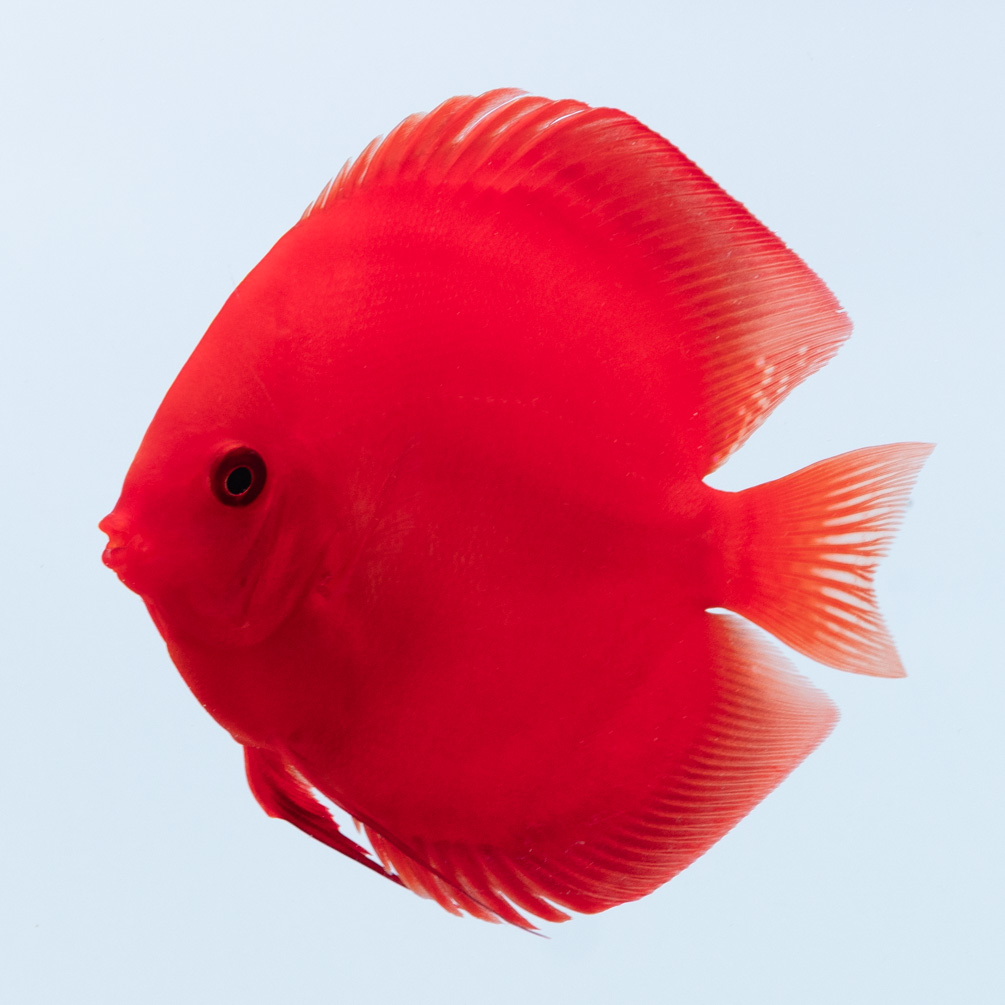 赤系 - 熱帯魚ディスカスの専門店 | Disc&Disk 通販