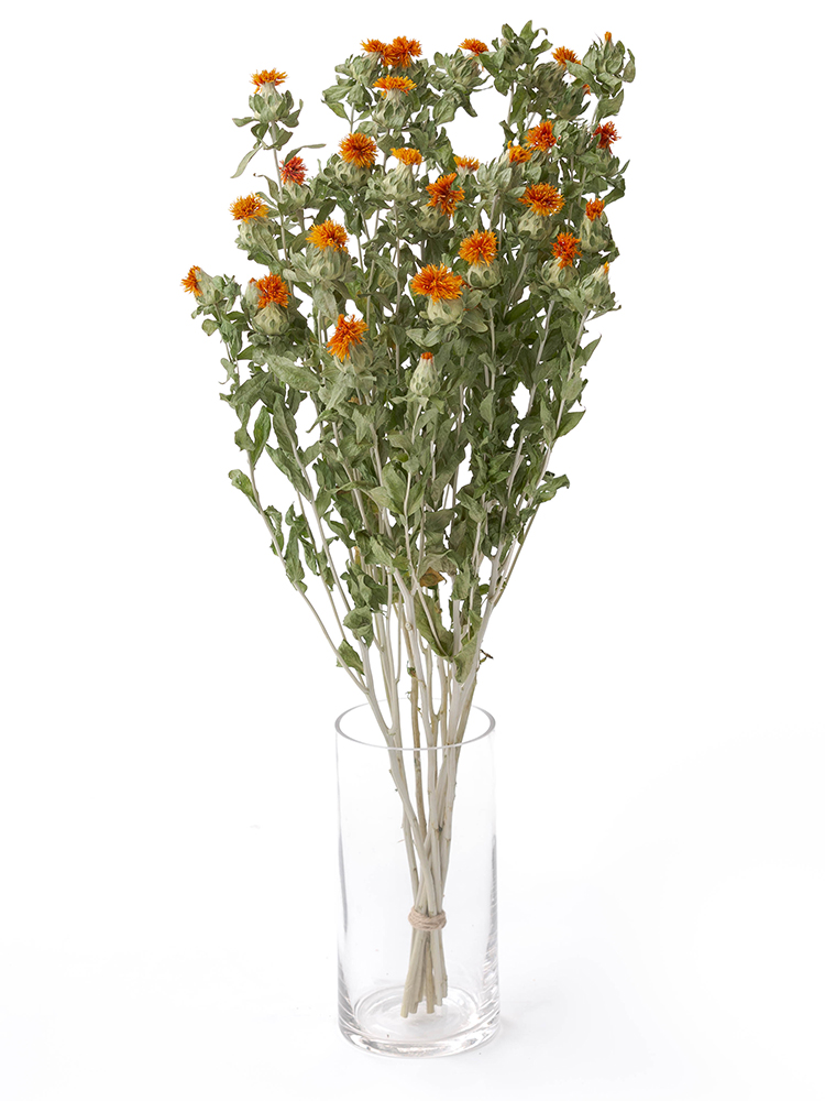 ドライ】紅花(オレンジ) 品種おまかせ【70cm】｜Flower Smith Market