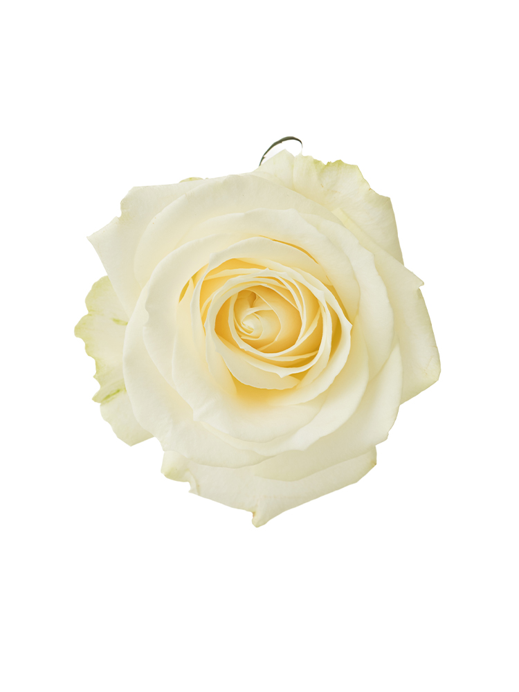 生花】バラ アバランチェ【白/60cm/愛知県】｜Flower Smith Market