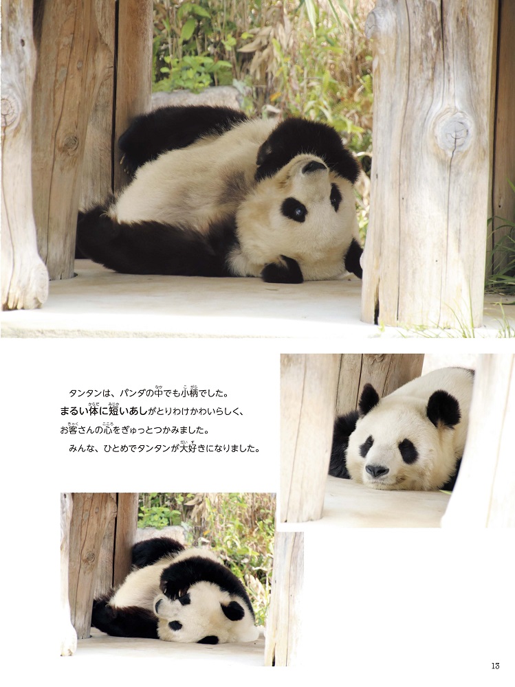 日本で24年生き続けた日本最高齢のパンダ、タンタンの魅力をあます