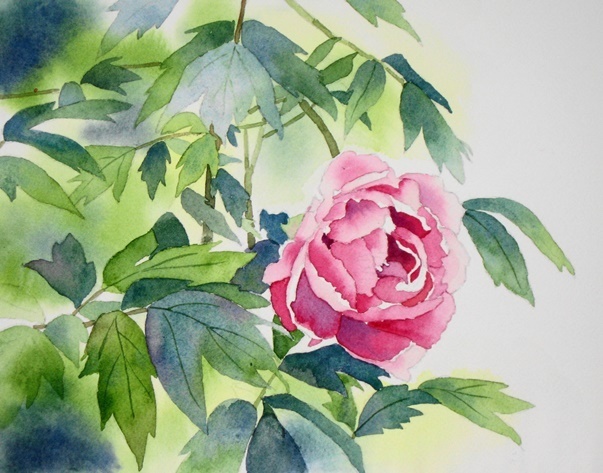 牡丹の花: ごくさんの透明水彩画