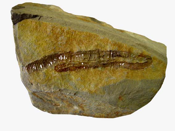 白亜紀資料館の展示物 -アンモナイト化石-