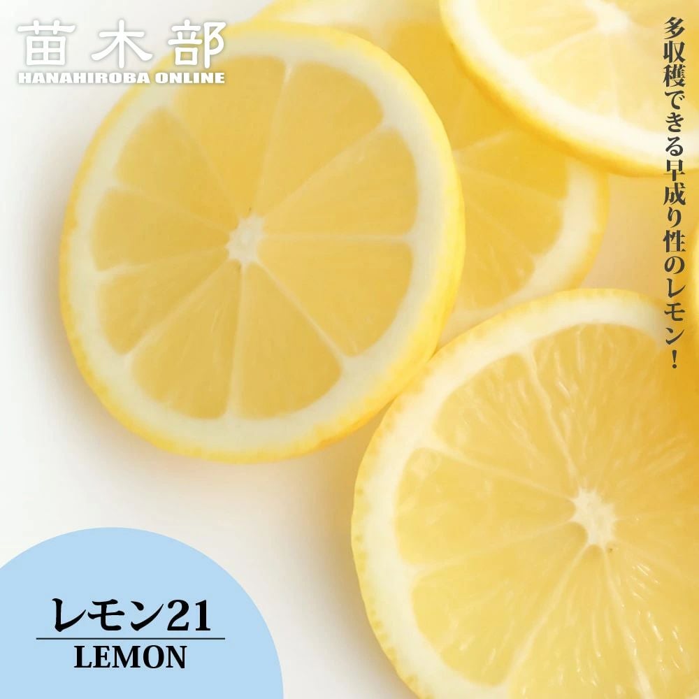 柑橘 レモン レモン21 苗 販売 苗木部 By 花ひろばオンライン