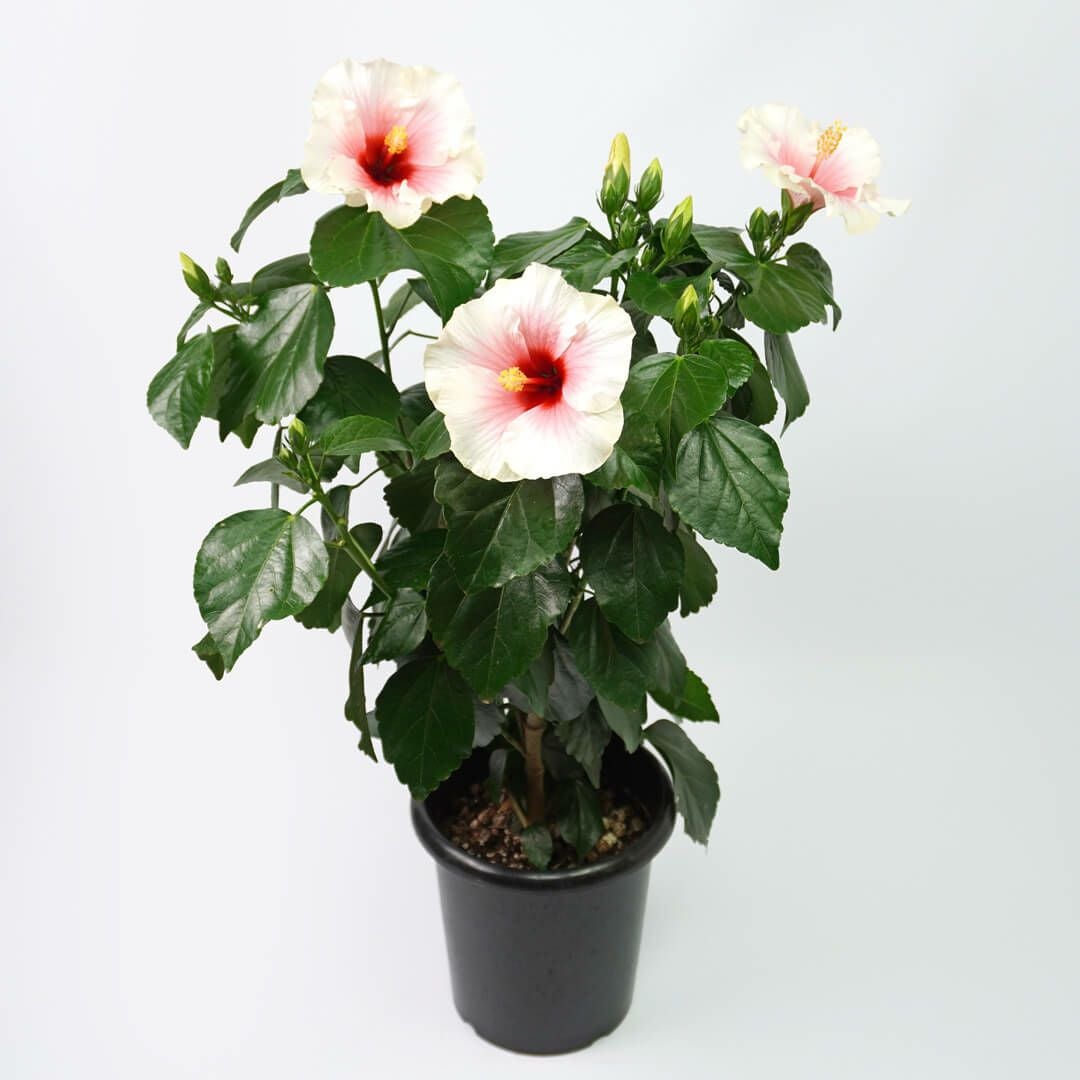 000000003026-01.jpg?size=m&w=