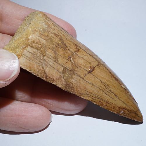 上質品》カルカロドントサウルス 歯の化石（約70ミリ）＜天然石 化石