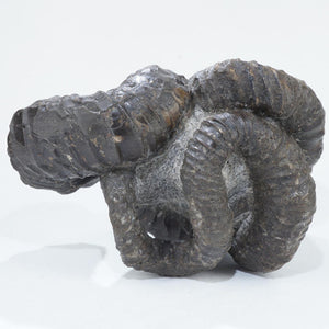 北海道 芦別川産 化石 ニッポニテス サハリーネンシス 約166g＜天然石