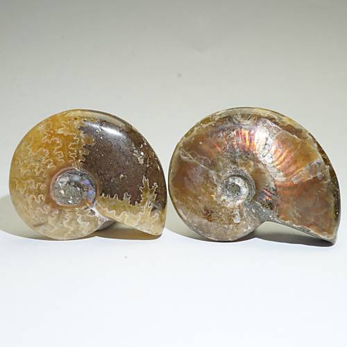 マダガスカル産 アンモナイト 化石 2種セット＜天然石 化石 送料無料