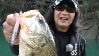 EVERGREEN（エバーグリーン インターナショナル） - HCSC-66ML