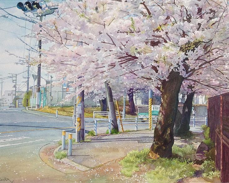 Takumi_Yokooka on Instagram: “近所の交差点、満開の桜を水彩で描いて