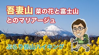 吾妻山（二宮） 菜の花と富士山とのマリアージュ／低山ハイキング