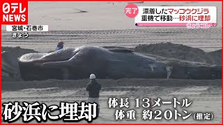 マッコウクジラ】体長13メートル・体重20トン 漂着したクジラを砂浜に