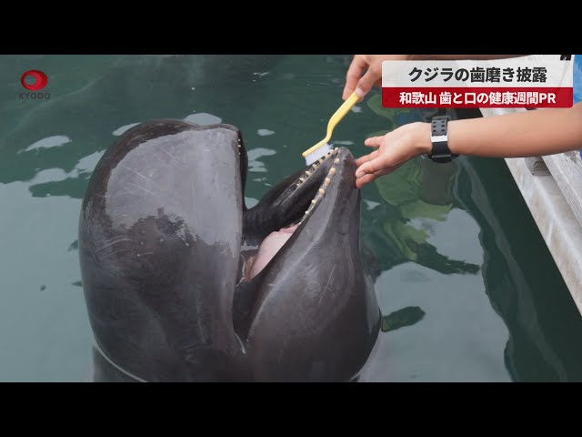 速報】クジラの歯磨き披露 和歌山、歯と口の健康週間PR - YouTube
