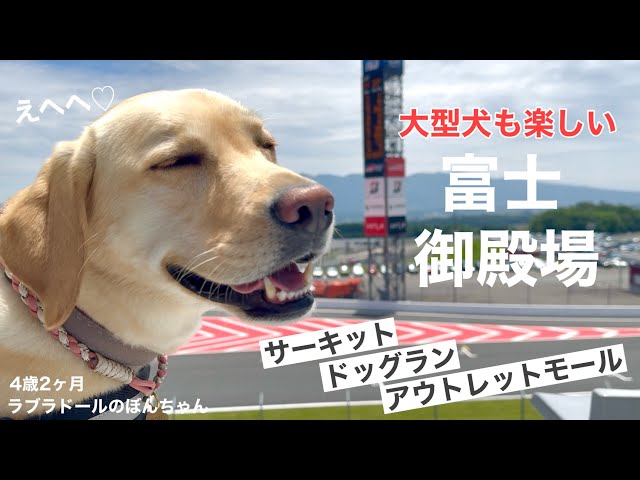 Labrador #168] Fuji-Gotemba bullet tour that even large dogs can