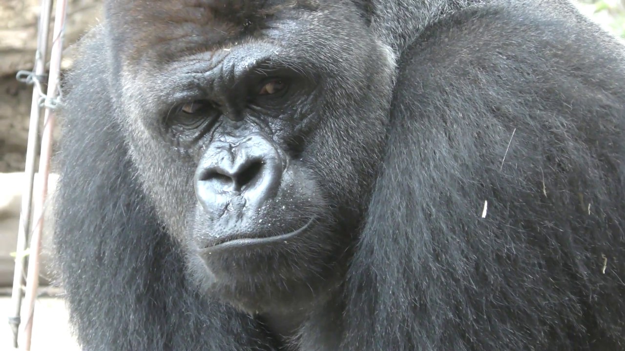 ニシゴリラ の『ハオコ』 (上野動物園) 2018年7月21日 | ZFC.jp