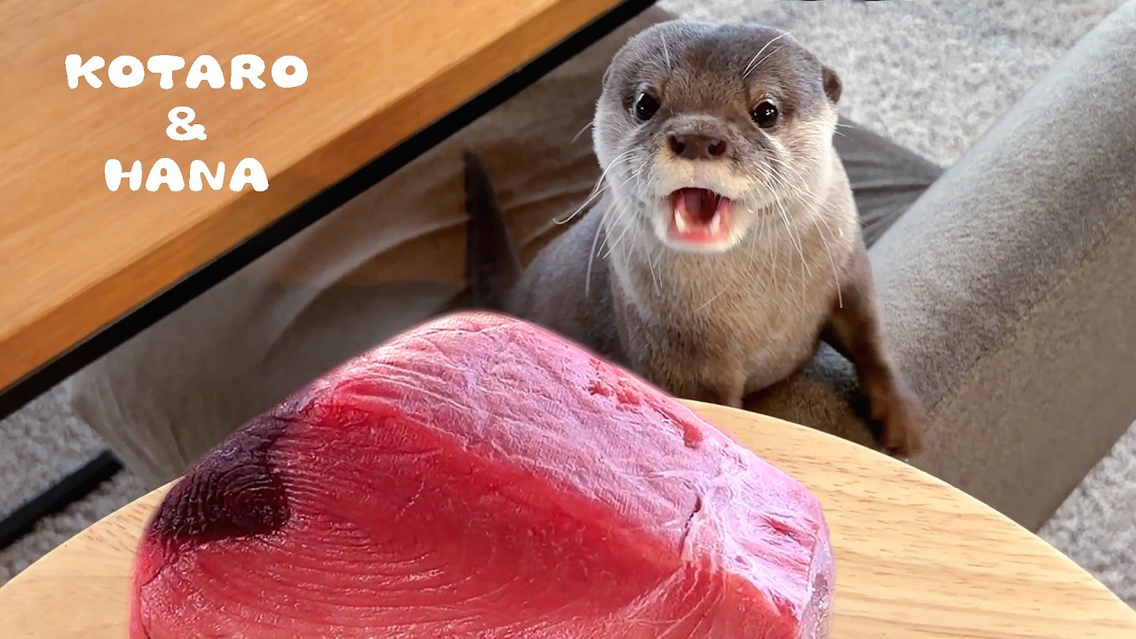 Maison Kinema】久しぶりのベロア素材でジャージと今年のAWのヘア