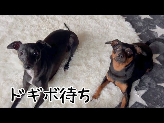 ドギボ待ちの2人が可愛い【ミニピン】【イタグレ】 - YouTube