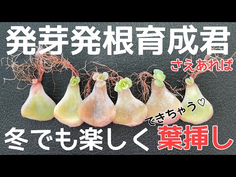 Leaf cuttings even in winter] The fastest way to germinate and