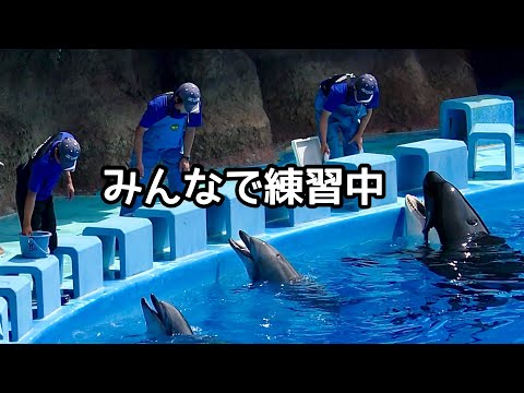 シャチのリンちゃんとイルカのビビとルル 軽めのトレーニングです