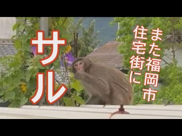 福岡市早良区にまたサル出没 女性2人が襲われる - YouTube