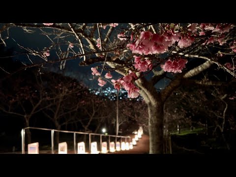夜桜🌸】第16回やえせ桜まつり - YouTube