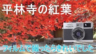 平林寺の紅葉をフィルムカメラ、オリンパス OLYMPUS 35RC で撮ってみ