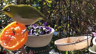 2026年2月9日今日のメジロくん - YouTube