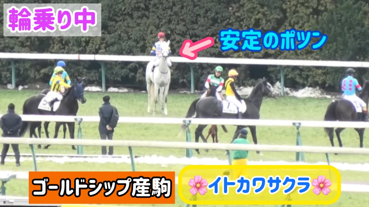 Gold Ship's offspring] Itokawa Sakura, who is riding alone in a