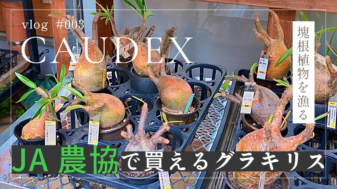 vlog#3】JA農協でグラキリスを買う1日【コーデックス・塊根植物