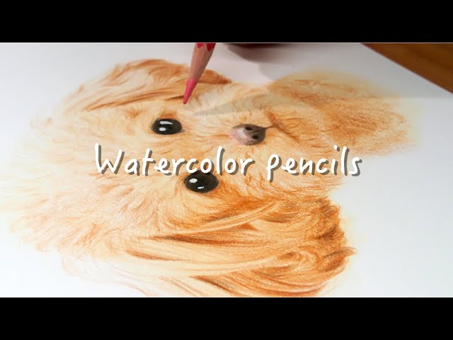 水彩色鉛筆 | プードルの子犬を描く| Poodle Dog drawing with