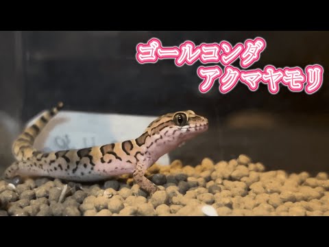 小悪魔ヤモリの管理と現状 - YouTube