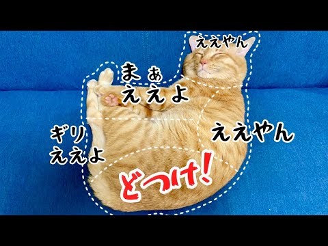 ドS猫、実はドMで草😂おさわりマップまるとら編【元野良猫まるとら