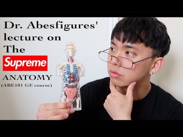 Reviewing a SUPREME HOT TOY FIGURE! (4D 1/6 Scale Anatomy Model