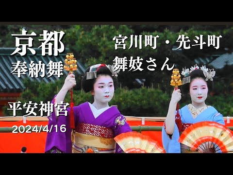 京都【宮川町/先斗町】2024/4/16 舞妓さん奉納舞 平安神宮例祭 京都