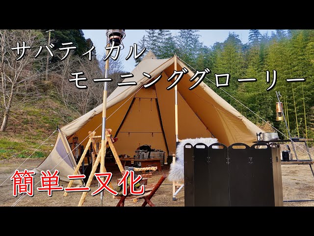 サバティカル】モーニンググローリー 簡単二又化‼️ウッドポールで