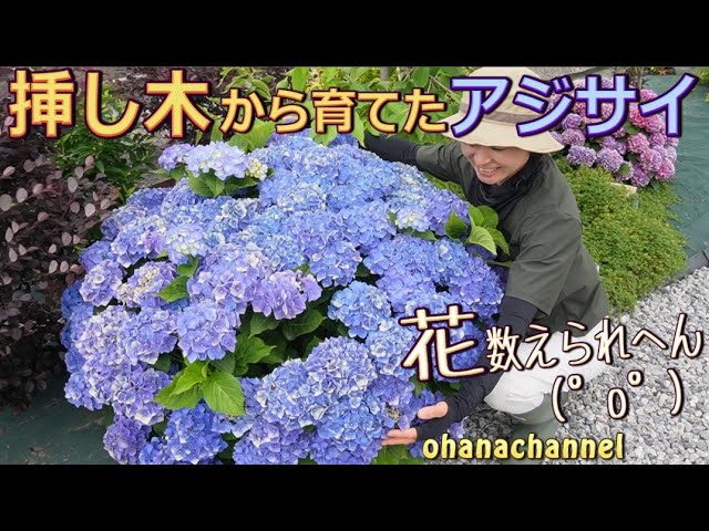 Hydrangeas grown from cuttings! (ﾟДﾟ) I can't count the flowers