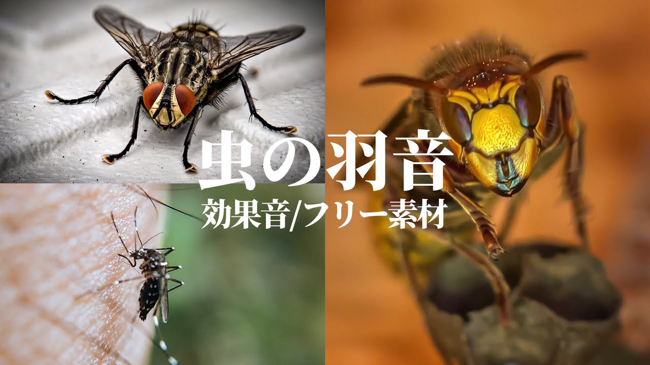 虫の羽音の効果音【蚊/蜂/ハエ/飛ぶ音/フリー素材/無料】 - YouTube