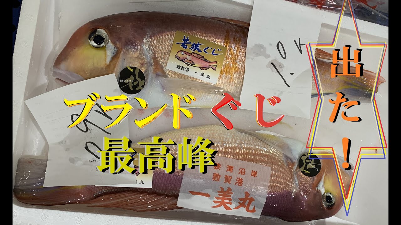 最高峰ブランド】若狭ぐじ極を狙う【延縄漁】 - YouTube