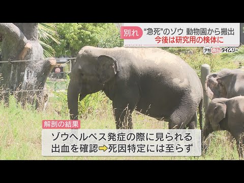 12-year-old female elephant who died suddenly removed from zoo