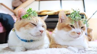 なずな のせ猫 2025 250518 - YouTube