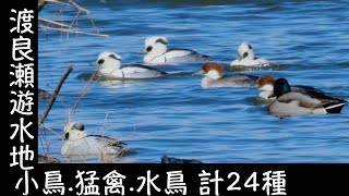1月23日 ミコアイサ(パンダカモ)とコウノトリを見たくて渡良瀬遊水地を