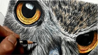 色鉛筆画 フクロウを描いてみた Realistic colored pencil drawing of
