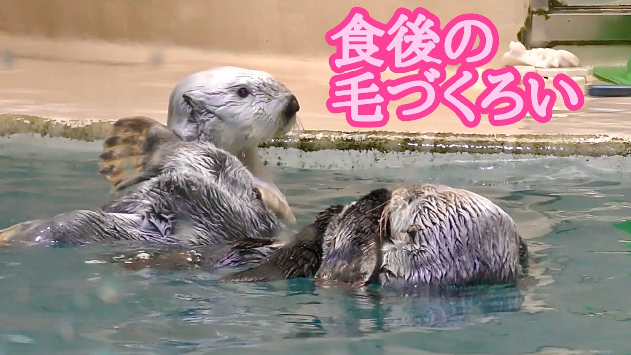ラッコ メイちゃんとキラちゃん 食後の毛づくろいの様子です【鳥羽