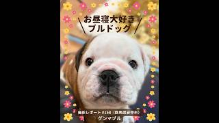 PICTWANカレンダー2026 ブルドッグ【L判】