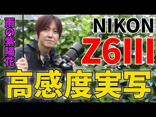雨の紫陽花 実写]Nikon Z6III高感度(高ISO)での実写撮影 - YouTube