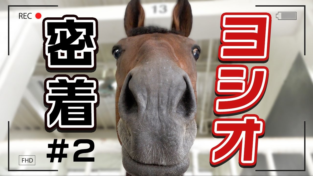 ヨシオ（福島競馬場誘導馬）デビュー戦現地馬券