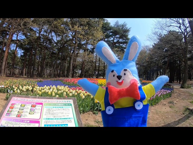 ひたち海浜公園]】海くんと行く！フラワーガイドツアー＜チューリップ