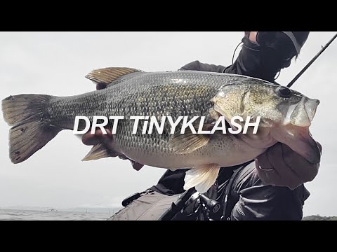 琵琶湖バス釣り】タイニークラッシュでハスパターン炸裂！落鮎パターン