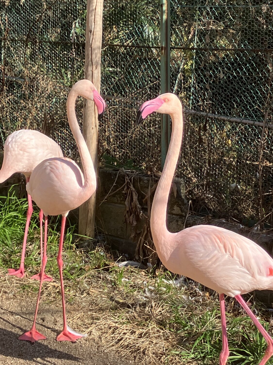 ヨ－ロッパフラミンゴ | 【公式】池田動物園